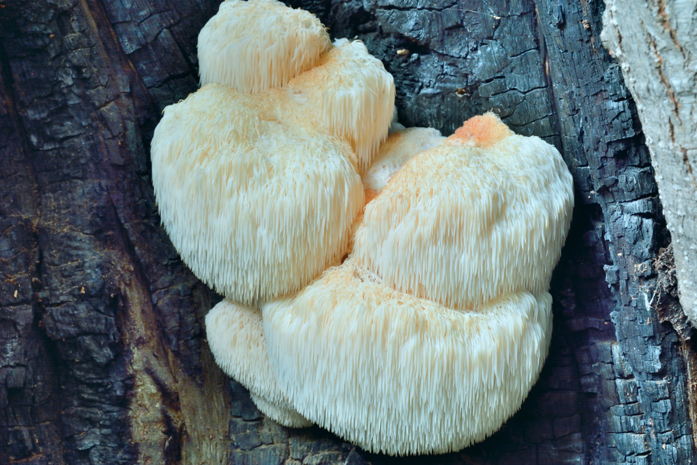 5 faktów o soplówce jeżowatej – od azjatyckiego przysmaku po booster pamięci